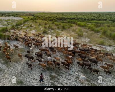 Aerial view of a large herd of cattle grazing and walking across a sandy field with a lone herdsman guiding them in Rajbari, Dhaka Division, Banglades Stock Photo