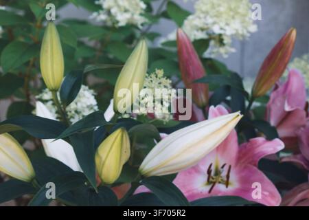 Close-up of pink lily flower buds blooming in a garden with hydrangea background Stock Photo
