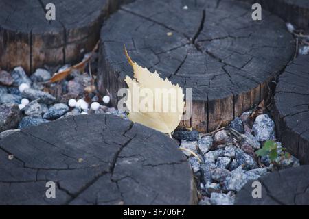 Yellow birch leaf lying on wooden log cut pathway with gravel Stock Photo