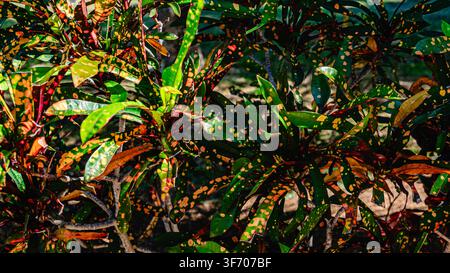 Colorful tropical leaves with vibrant patterns in a sunny garden setting Stock Photo