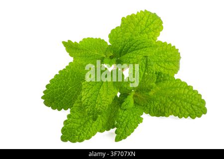 Fresh Green Lemon Balm Leaves (Melissa officinalis) Isolated on White Background Stock Photo