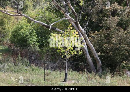 autumn colours adorn new growth tree as old growth dead tree arches above in bright sunshine (landscape) Stock Photo