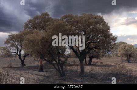 Burned Olive Trees After Wildfire Under Dramatic Storm Clouds Stock Photo