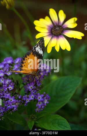 Leopard Lacewing butterfly among vibrant flowers Stock Photo