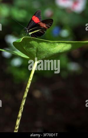 Red Postman butterfly resting on large plant in sunshine Stock Photo