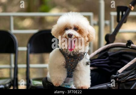 Happy White Toy Poodle Sitting in Pet Stroller with Tongue Out Stock Photo