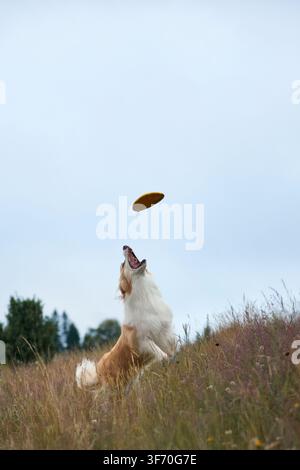 A Border Collie is seen from behind, looking up as a frisbee soars above. The photo captures anticipation and playfulness in motion. Stock Photo