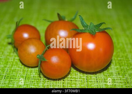 Freshly picked tomatoes in various stages of ripeness sit atop a natural green cloth, showcasing their rich hues against the earthy tones beneath and Stock Photo