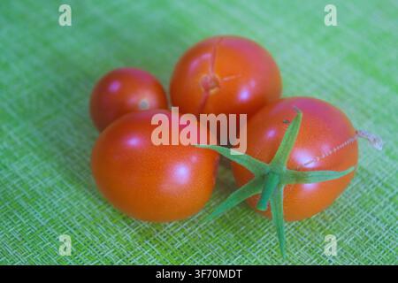Freshly picked tomatoes in various stages of ripeness sit atop a natural green cloth, showcasing their rich hues against the earthy tones beneath and Stock Photo