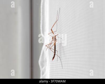 Tiny mosquito perched on white window screen. Fine mesh texture visible in background Stock Photo