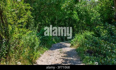 Sunlit dirt path winds through dense green foliage. Vegetation grows thickly on both sides Stock Photo