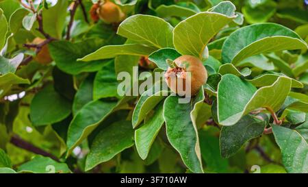 Close-up of ripe quince fruit on tree branch. Green leaves surround the orange-brown fruit Stock Photo