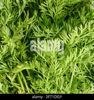 fresh green carrot leaves in full frame, vibrant foliage and raw vegetable tops, taken from above in close-up view, healthy organic farming background Stock Photo