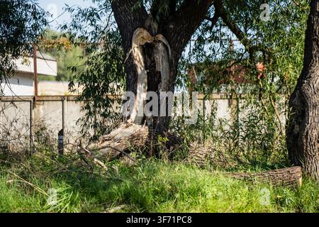 Large willow tree trunk severely broken and split apart following storm damage, displaying exposed inner wood layers and fallen heavy branches Stock Photo