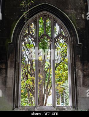 A mature tree grows through the stone tracery of a roofless Gothic church window overtaken by ivy and greenery. Stock Photo