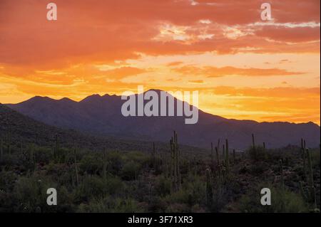A vivid orange and red sunset blazes behind layered desert mountains, with saguaro cacti silhouetted in the foreground. Stock Photo