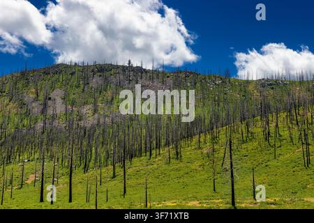 Landscape views seen from highway 97 of a hillside with charred trees that are remnants of a forest fire Stock Photo