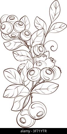 Blueberry vertical botanical vector spray with ripe berries and foliage, refined contour illustration for bottle labels, cosmetic packaging, branding Stock Vector