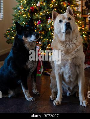 A black and tan dog and a golden-coated dog sit side by side looking up in front of a lit and decorated Christmas tree. Stock Photo