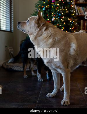 A golden-coated dog stands in profile looking up near a decorated Christmas tree while a second dog rests in the background. Stock Photo