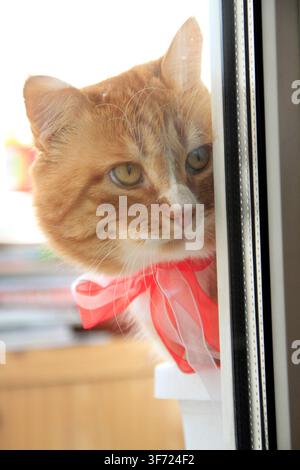 An adorable ginger cat wearing a red ribbon bow looks out from behind a window frame. Stock Photo
