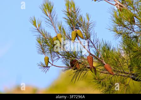 Developing green and mature brown pine cones hang among sunlit evergreen needles against a clear blue sky in Corona, California. Stock Photo