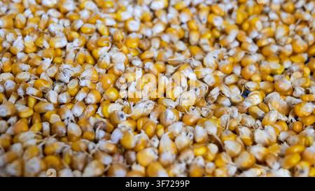 Corn Kernels Close-Up Texture Background Stock Photo