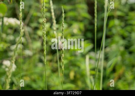 Tiny Snail Crawling on Plant Stem Stock Photo