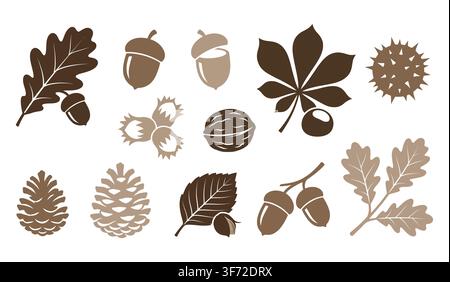 Autumn nuts, pine cones, acorns, and oak leaves vector set isolated on white background. Stock Vector