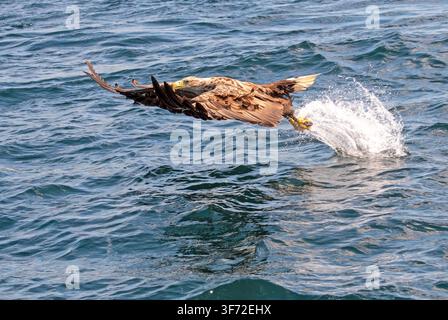 White-tailed eagle Haliaeetus albicilla catching a fish Ulva Isle of Mull Scotland Stock Photo