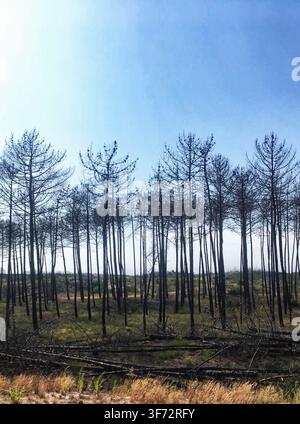 Burnt pine forest after wildfire with dry land and green regeneration growth under blue sky in Portugal. Stock Photo