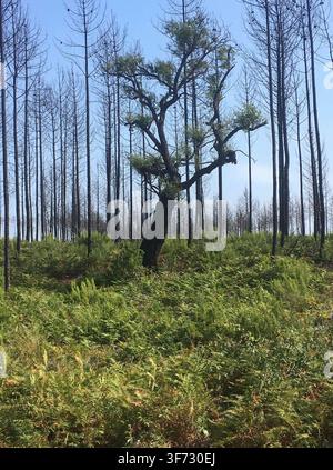 Green cork oak tree surviving forest fire among burnt pine trees showing nature resilience and rebirth in Portugal. Stock Photo