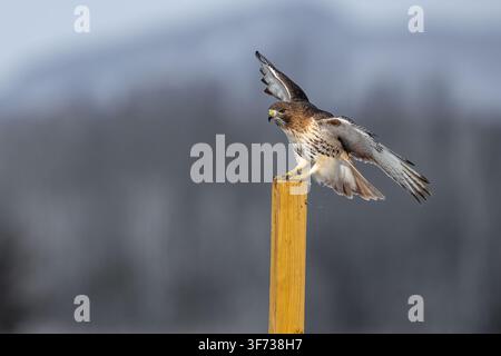 Red-tailed Hawk spreading its wings while landing on a wooden fence post in an open winter grassland. Stock Photo