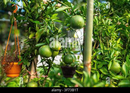 Green limes growing on a tree inside a greenhouse with potted plants hanging nearby. Stock Photo