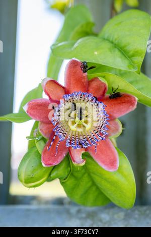 Passiflora alata flower showcasing vibrant red, purple, and yellow petals attracting multiple small black bees, actively gathering nectar and pollen i Stock Photo