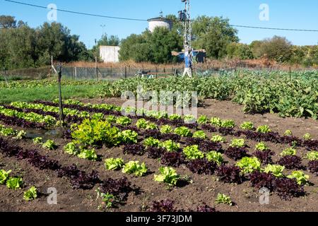 Rows of red and green lettuce growing in a rural agricultural plot with a scarecrow, irrigation sprinkler, and trees on a sunny day. Stock Photo