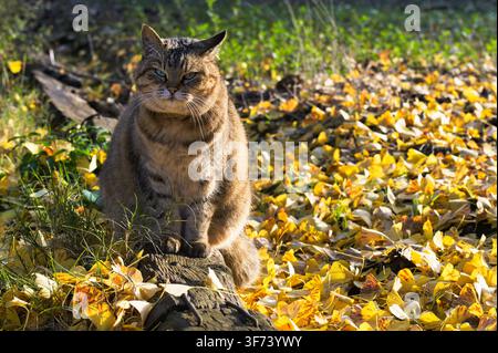 Japanese tabby cat sitting among fallen ginkgo leaves in Japan in autumn Stock Photo