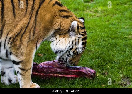 View of a tiger standing on grass and eating a large piece of raw meat Stock Photo