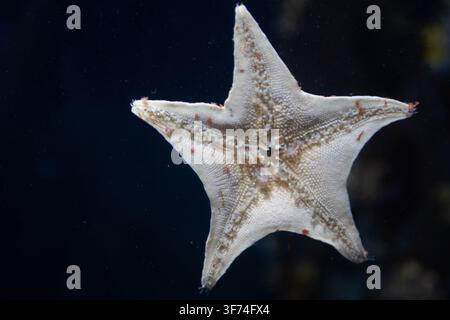 A horizontal close-up shot captures the intricate anatomy and thousands of tiny tube feet on the pale underside of a sea star suctioned tightly agains Stock Photo
