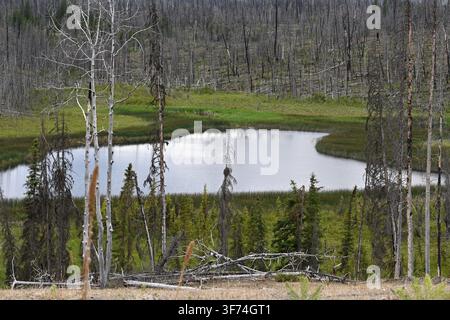 Burned forest after wildfire. Dramatic burned forest in Canada Stock Photo