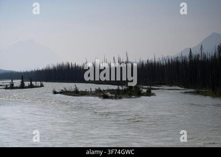 Burned forest after wildfire. Dramatic burned forest in Canada Stock Photo