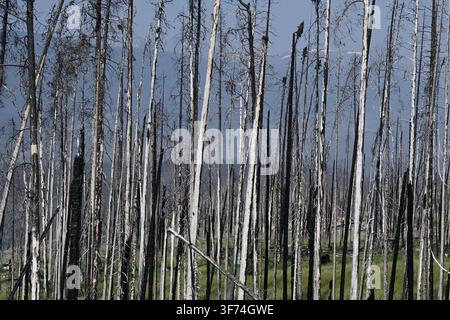 Burned forest after wildfire. Dramatic burned forest in Canada Stock Photo