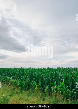 Lush green cornfield beneath a bright, expansive summer sky, showcasing agricultural cultivation and fertile farmland with generous copy space for far Stock Photo