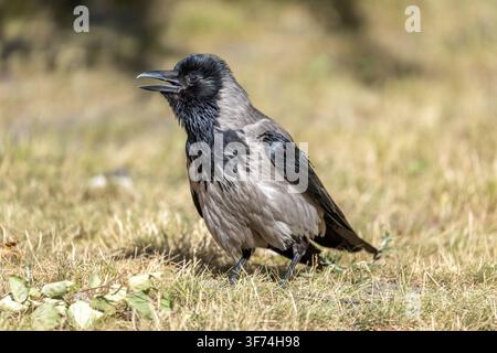 Hooded Crow; Corvus cornix; Sunning; UK Stock Photo