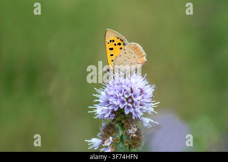 Small Copper Butterfly; Lycaena phlaeas; on Water Mint; UK Stock Photo