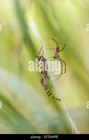 Wasp Spider; Argiope bruennichi; Female and Male; UK Stock Photo