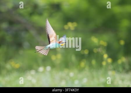 European Bee-eater, Merops apiaster, in flight, Bulgaria Stock Photo