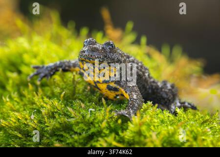 Yellow bellied Toad, Bombina variegata, Bulgaria Stock Photo