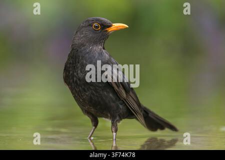 Blackbird, Bulgaria Stock Photo