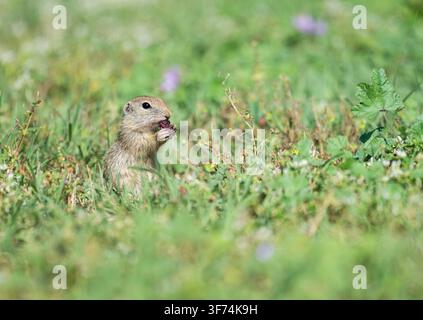 Souslik eating a mulberry, European Ground squirrel, Spermophilus citellus, Bulgaria Stock Photo